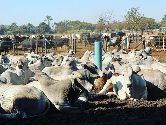 CRÉDITO RURAL PARA COMPRA DE GADO