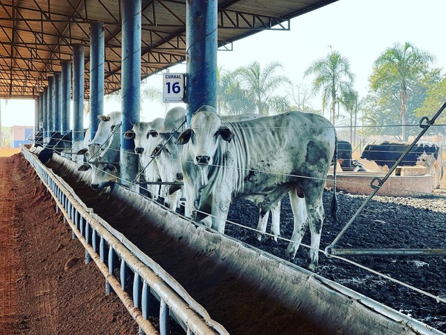Gado disponível  - Foto 4