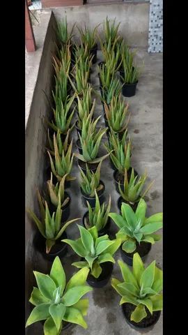 Aloe Vera - Foto 3