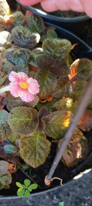 Episcias ou planta tapete