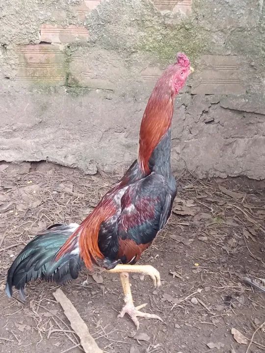 Vendo frango índio porte médio  - Foto 3
