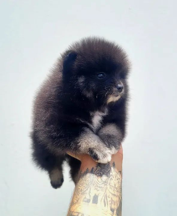 Spitz Alemão - Lulu da Pomerânia - Fêmea com pedigree CBKC - Foto 2