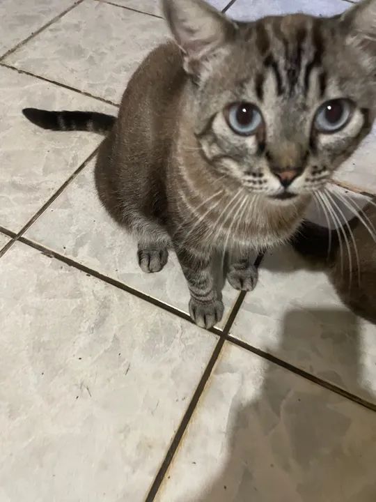 Gato lindo para adoção!