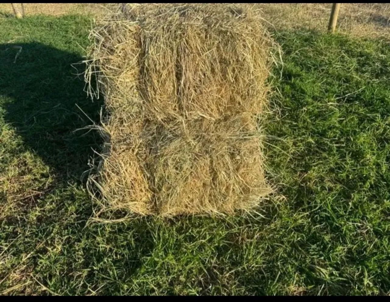 Feno Tipo A entrega grátis para todo o df