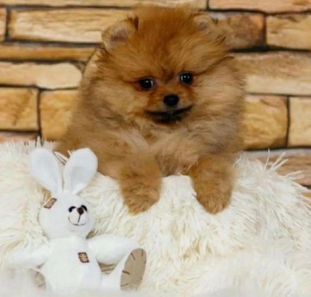 Spitz Alemão Anão - Macho e fêmea ursinho com segurança e assistência veterinária! - Foto 2