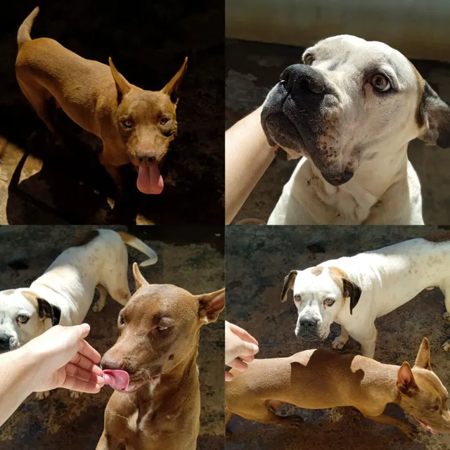 Cachorro Boxer - Campo Grande, Mato Grosso do Sul