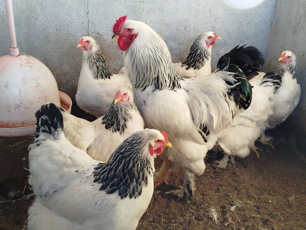 Galinhas raça brahma lemon e brahma light - Foto 3