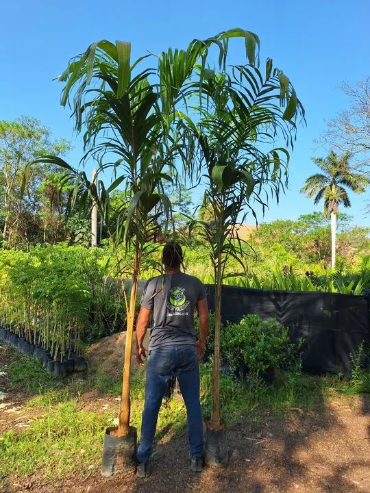 Palmeira carpentaria - 