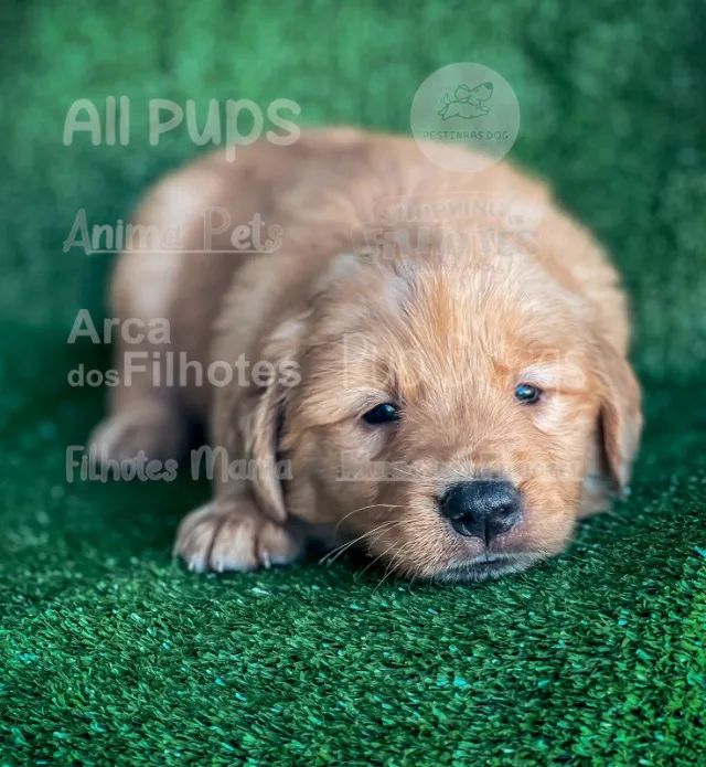 Golden - amor mais lindo que isso não existe  - Foto 2
