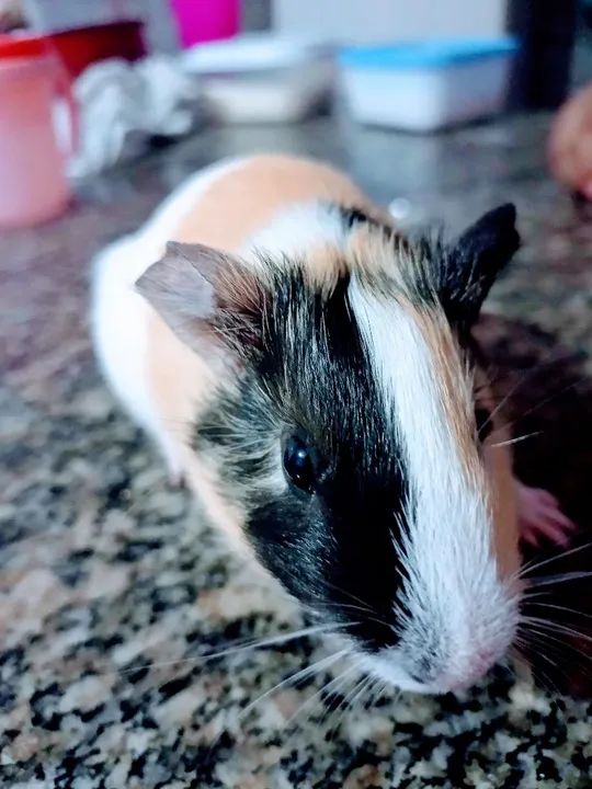 Casal porquinho da índia