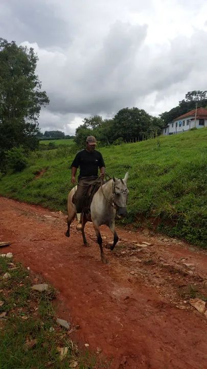  Mangalarga marchador - Foto 4