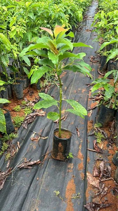 Mudas de abacate de enxerto - Foto 2