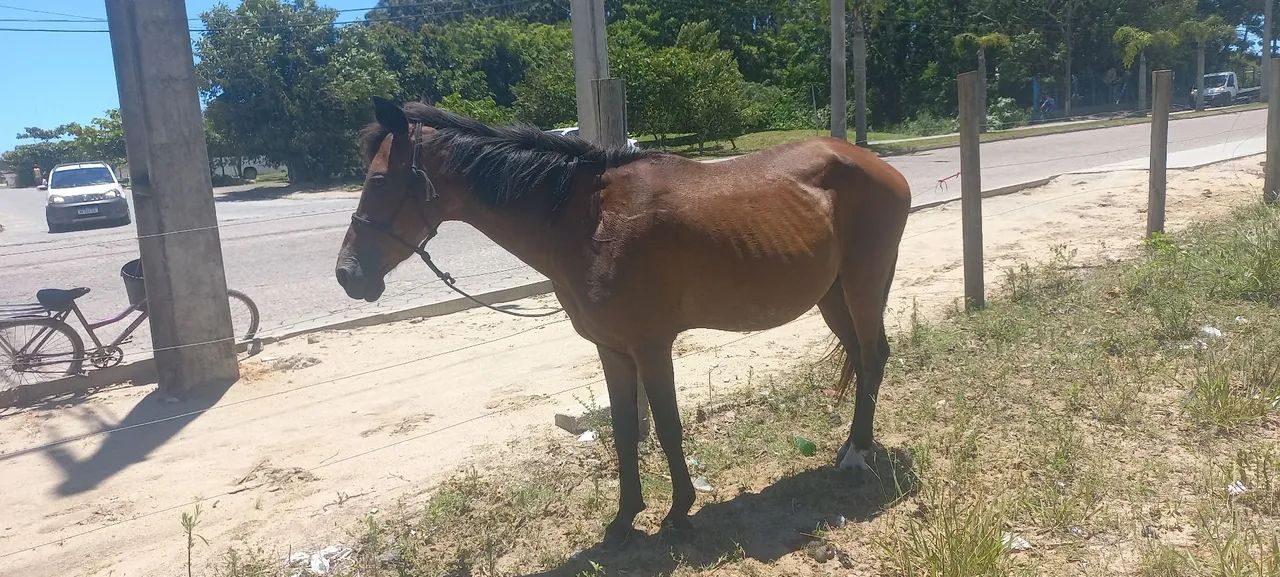 Vendo egua de montaria ou negócio em outro cavalo 