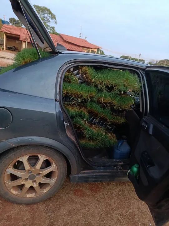 Bermuda celebration a melhor do mercado 