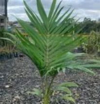 Muda de Palmeira real - Foto 2