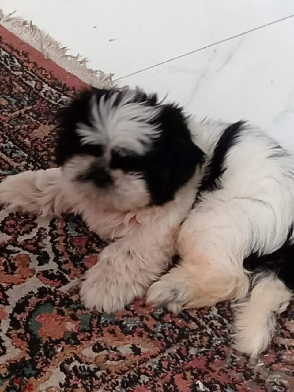 Filhote Shih Tzu Fêmea com 4 meses e 3 dias
