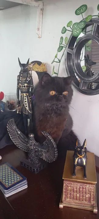 Gato Persa Preto Adorável Procuro namorado