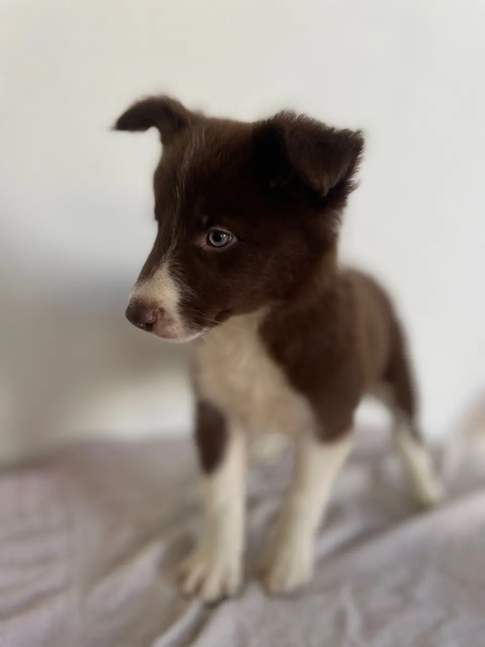 Filhotes de Border Collie