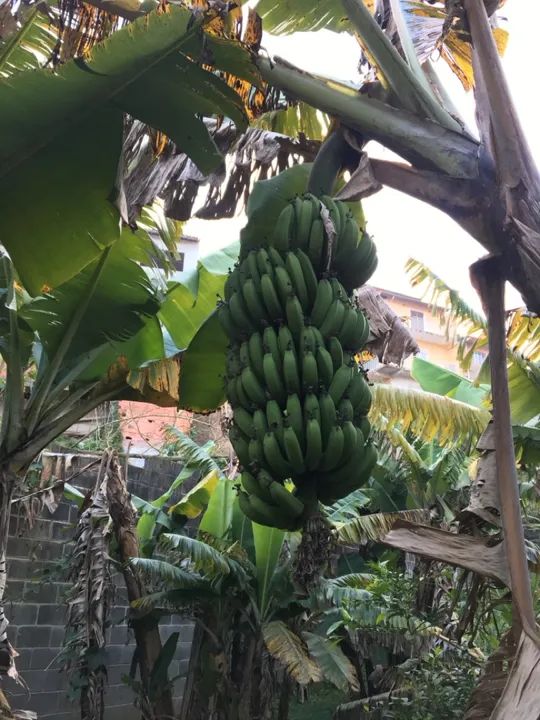 Mudas banana nanica - Foto 4