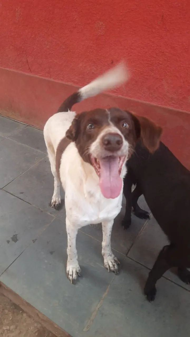 Cachorrinho para adoção  - Foto 2
