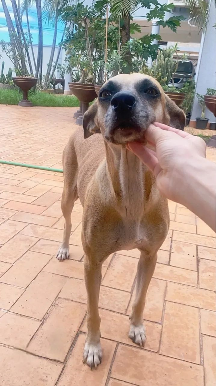 Para adoção 