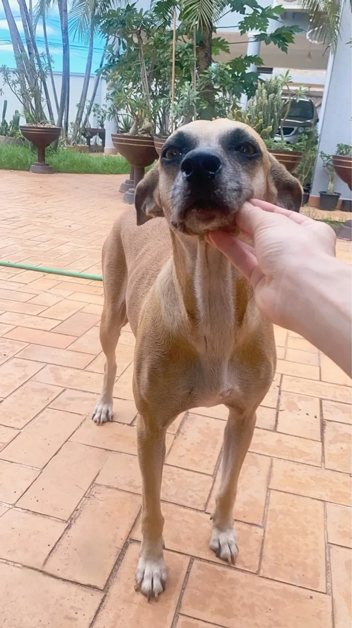 Para adoção