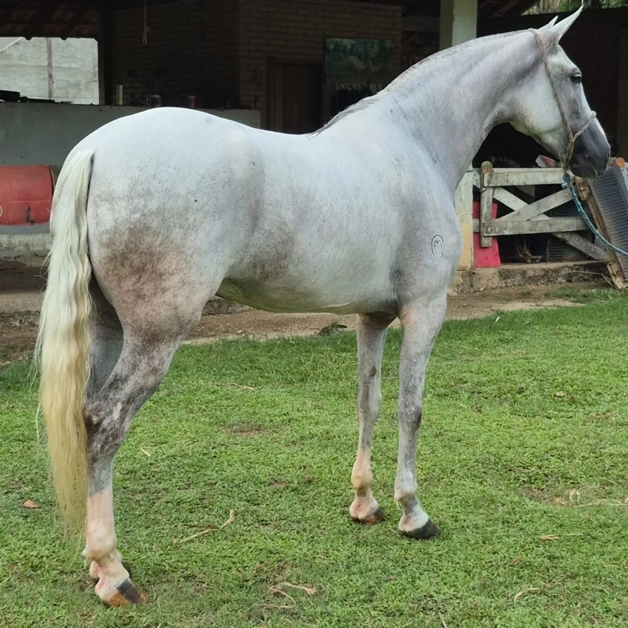 Cavalo mangalarga machador - Foto 2