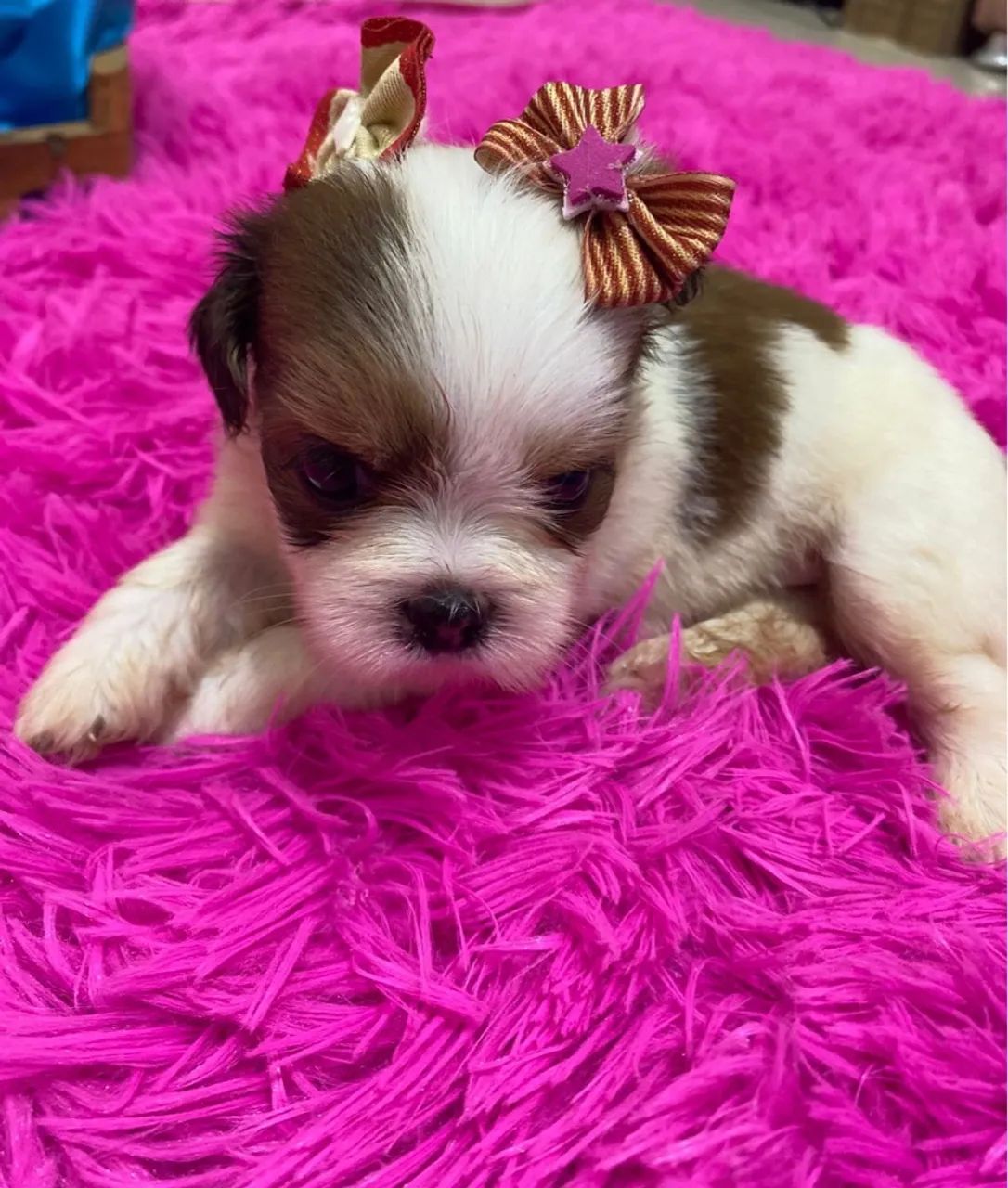 Shih Tzu Filhotes Lindos
