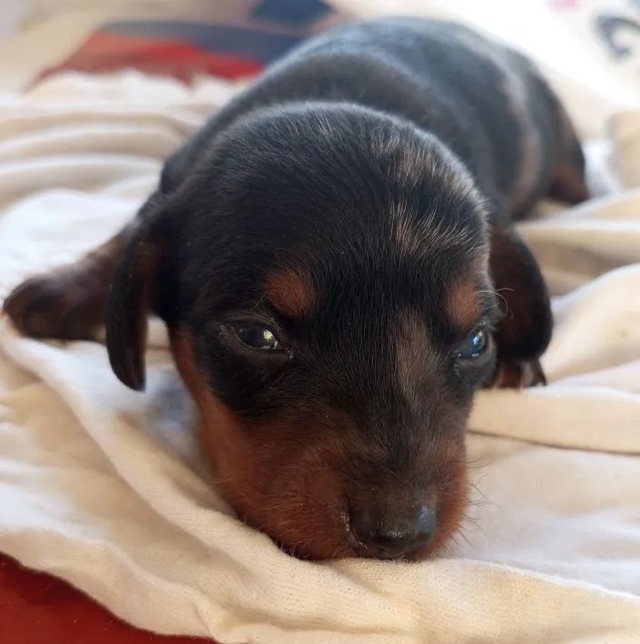 Filhote de cofap alerquim 