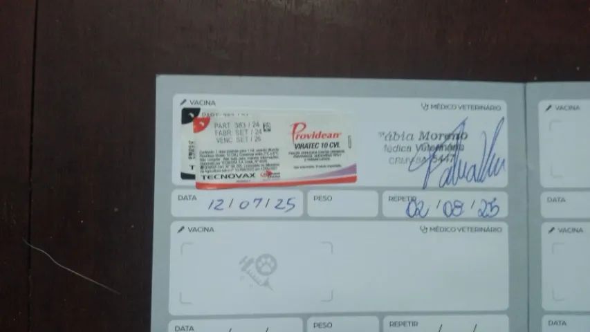 Cachorro - filhote: pastor alemão - Foto 3