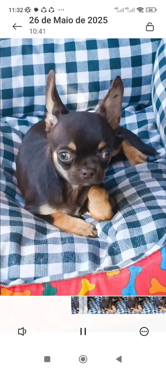Filhote chihuahua macho disponível para venda