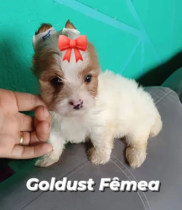  Goldust Fêmea  - Foto 6