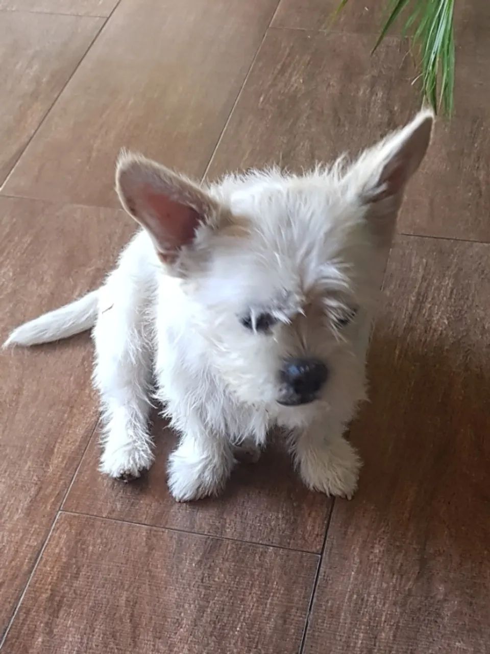 Adoção responsável  - Foto 2