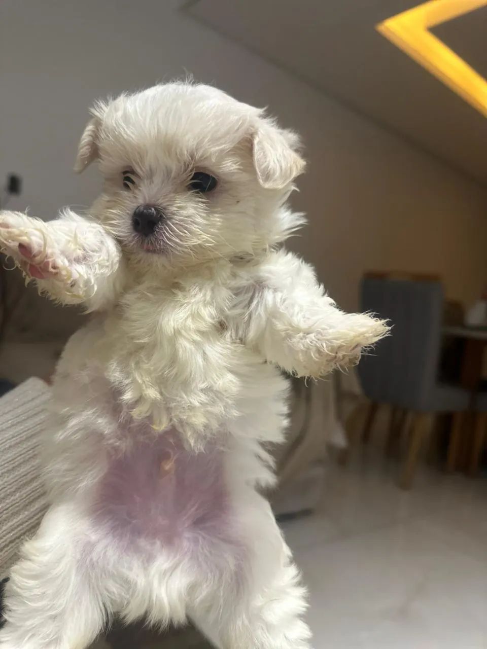 Filhote de Maltês Micro Tamanho de bolsa! - Foto 2