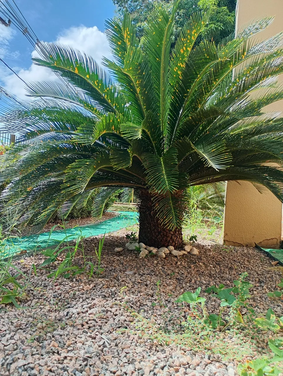 Linda Cica - Cycas revoluta para seu jardim!