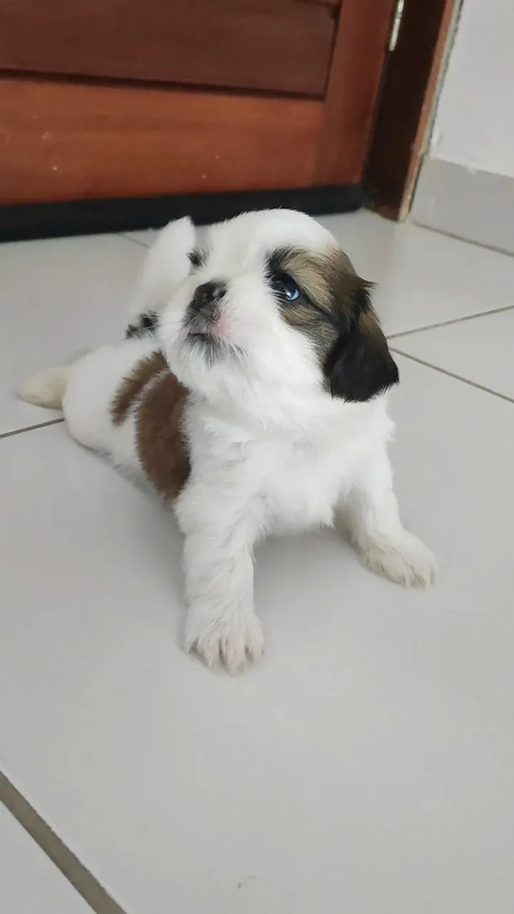Filhote de Shih Tzu macho