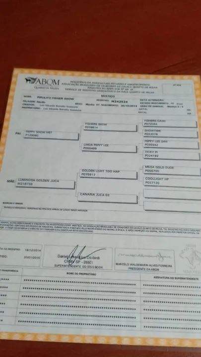 Cavalo Quarto de Milha para venda - Foto 5