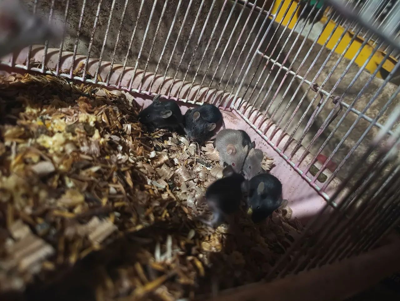 Filhote de camundongos  - Foto 2