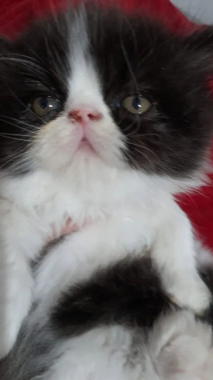 Filhotes de gatos persas puros 