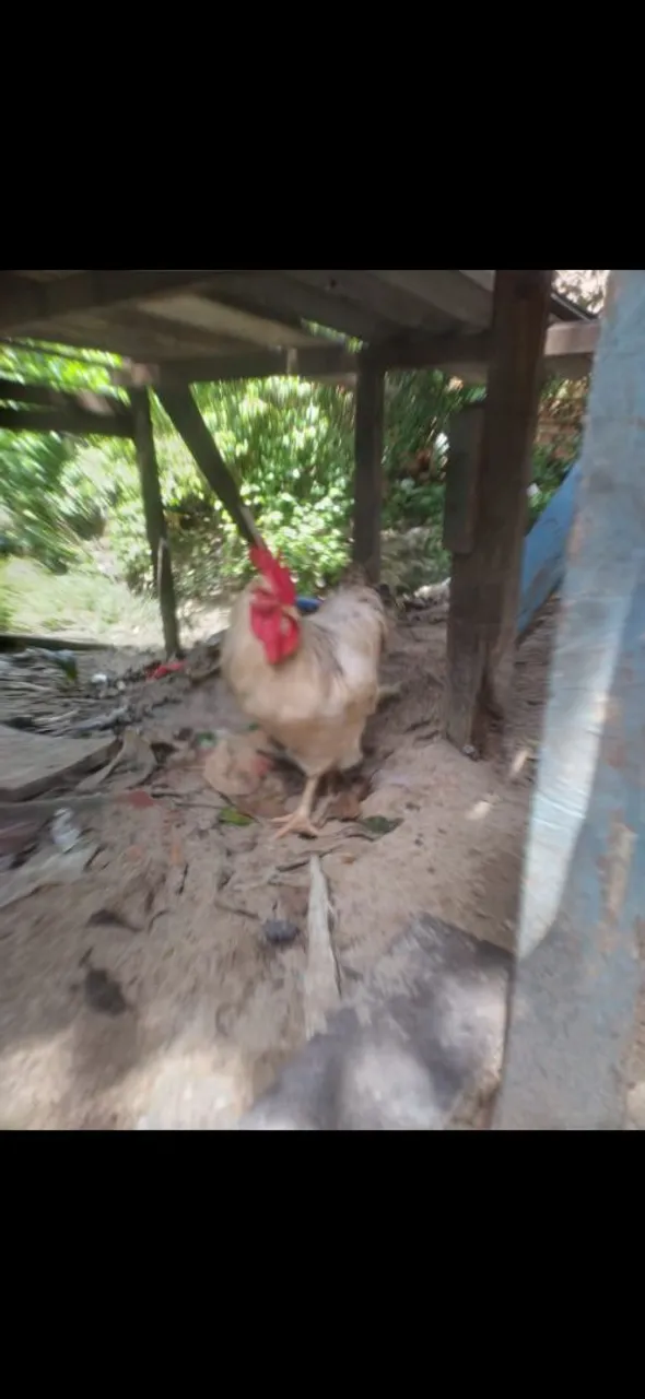 Galo