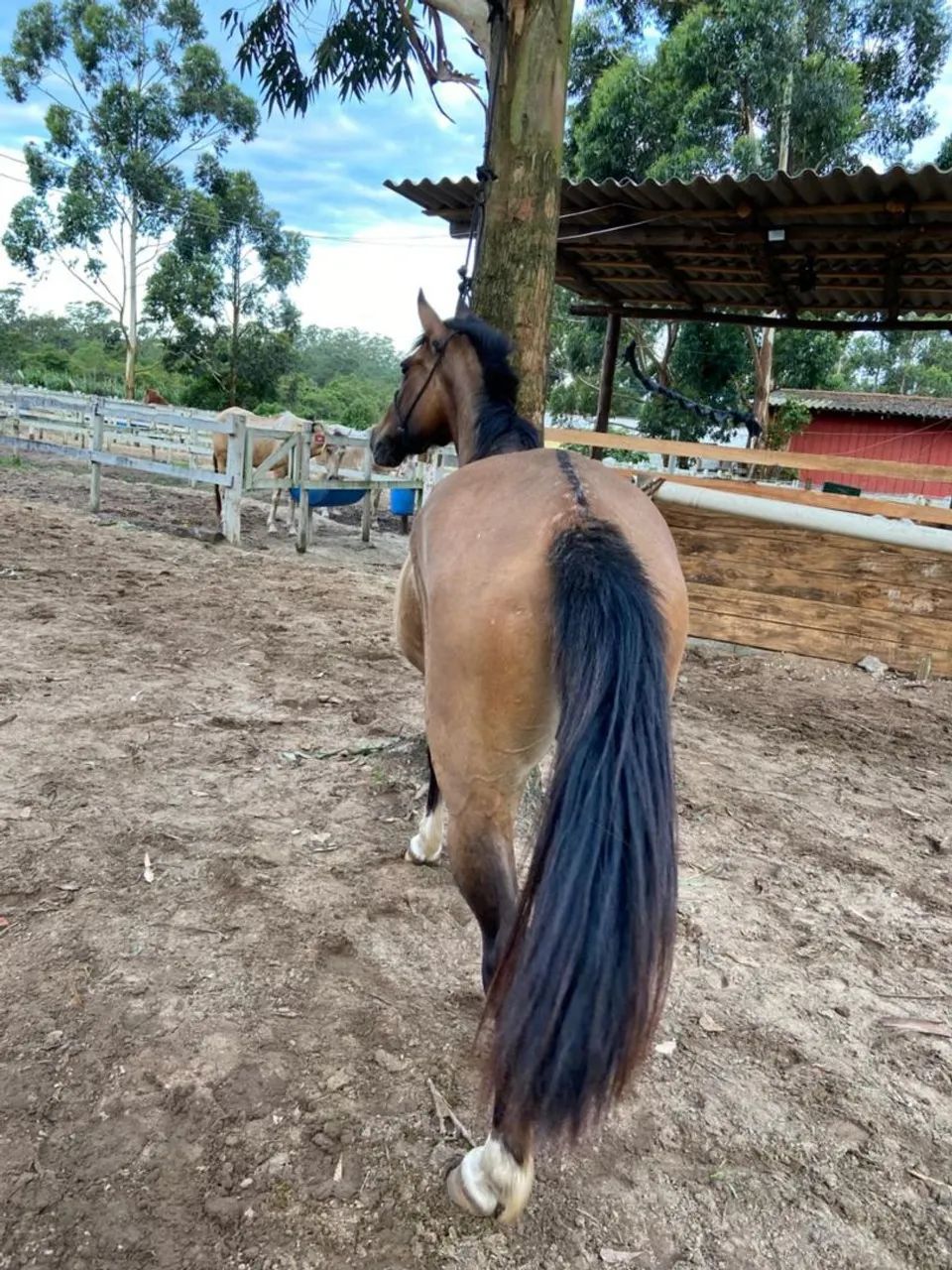 Égua Crioula  - Foto 4