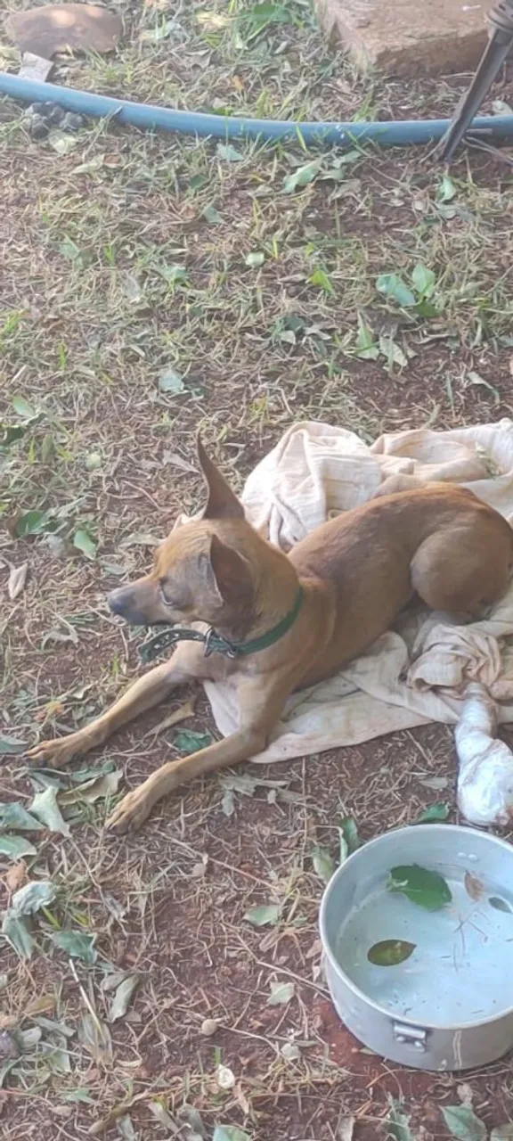 VENDO CACHORRO PINSCHER MACHO