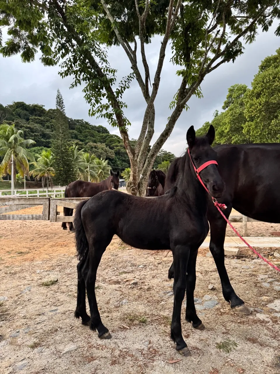 Potra da raça friesian