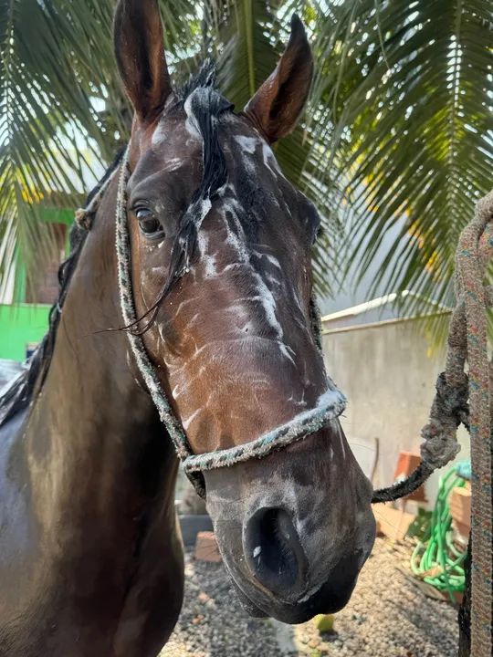 Mangalarga marchador  - Foto 3