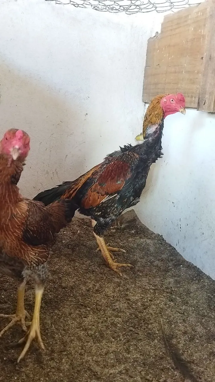 Casal de tailandeses
