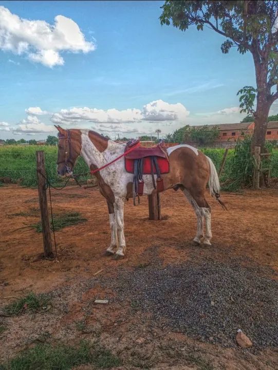 Cavalo Macha Picada  - Foto 3