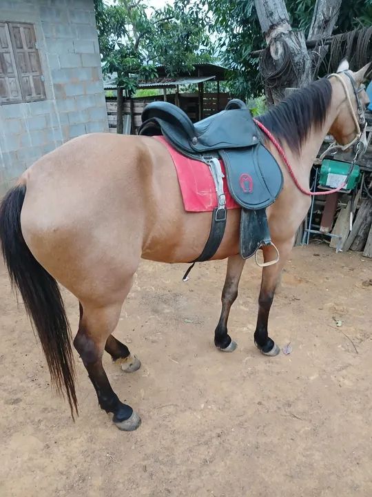 Duas egua prá venda  - Foto 2