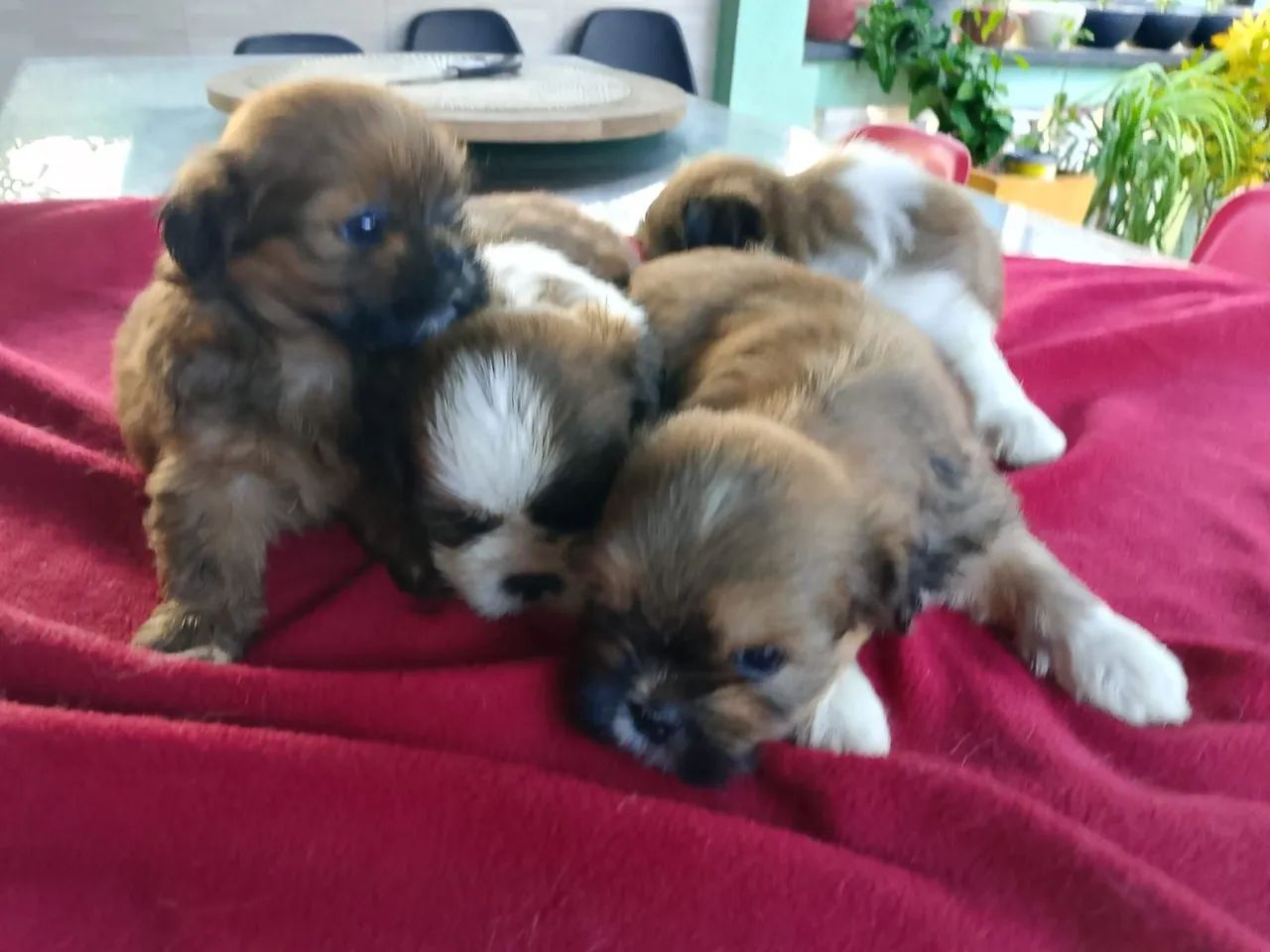 Shih tzus filhotes  promoção 700$$ - Foto 4