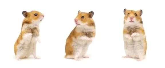 Syrian Hamster64842117781634121
