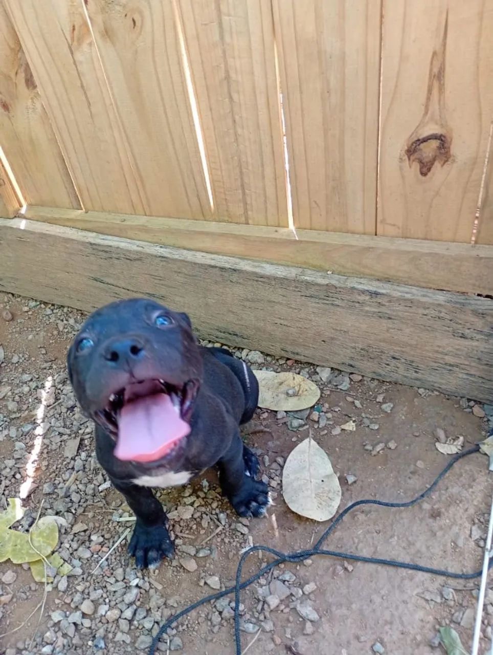Filhote Pitbull fêmea  - Foto 2